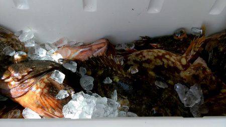 ジギング　ガシラ　